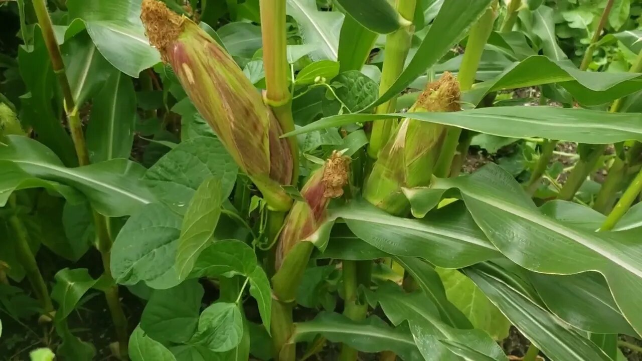 Early Sunglow Hybrid Corn Updated Review, THE BEST CORN!