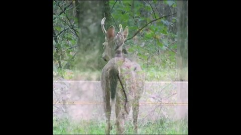 deer by the road