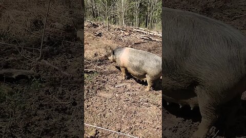 Very Large Pregnant Pig @UncleTimsFarm #kärnəvór #carnivore #pigtalk #shorts