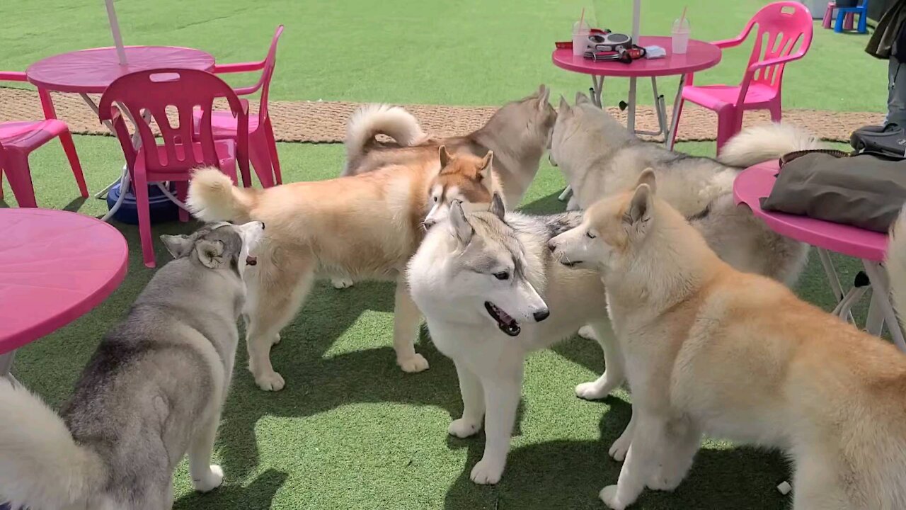 Siberian Husky meeting...very cute