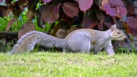 IECV NV #101 - 👀 A Starling, House Sparrows, A Chickadee, And The Squirrel 5-31-2015