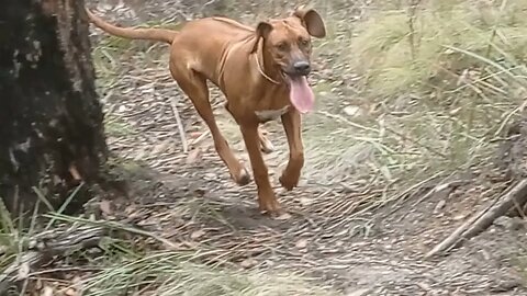 Rhodesian Ridgeback Pup's Large Lolling Tongue Of Joy