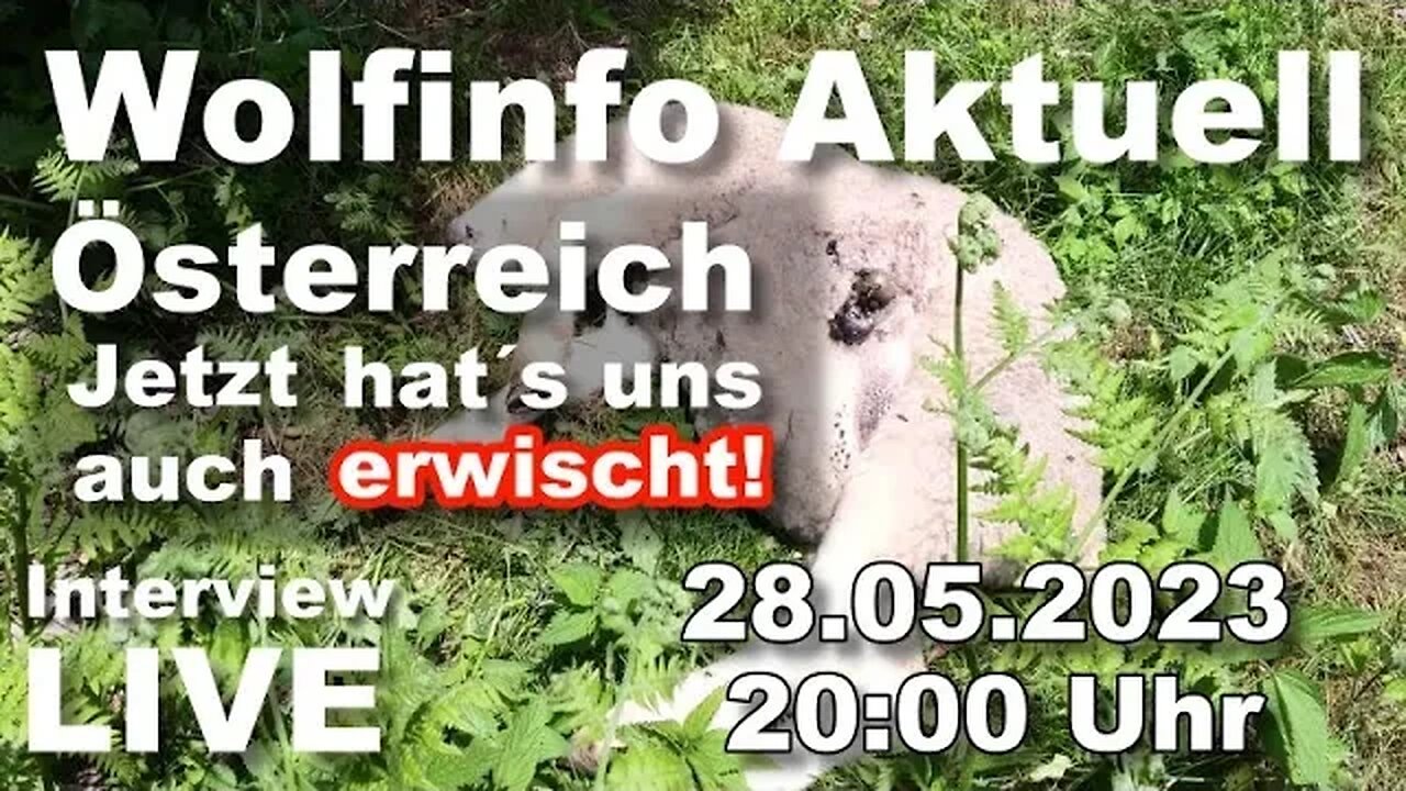 Wolfinfo Aktuell Interview LIVE (Östereich: Jetzt hat´s uns auch erwischt.)