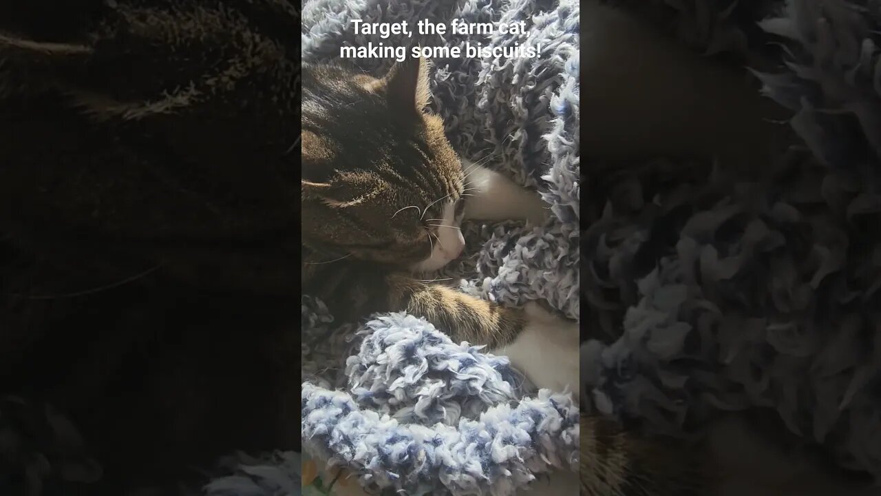Target, the farm cat, making some kitty biscuits.