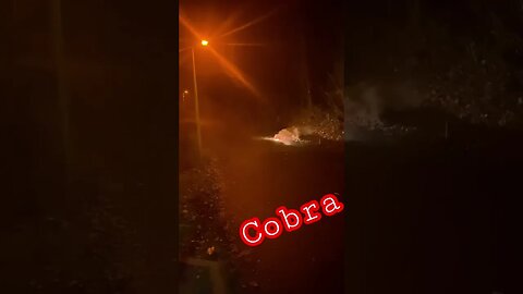 COBRA firework 2023