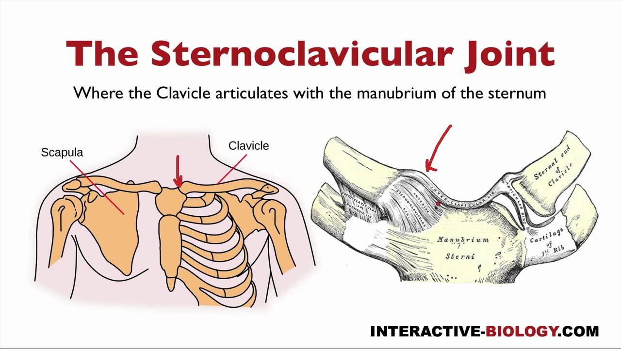 073 The Bones And Joints Of The Shoulder Girdle