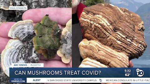 Can mushrooms fight COVID? UC San Diego launches first-of-its-kind clinical trial