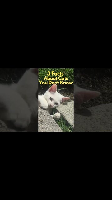 3 Interesting Facts About Cats You Don't Know #shorts
