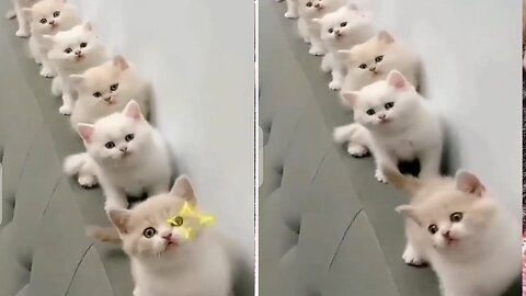 Cats & kittens / cats playing 🥰 amazing vedio