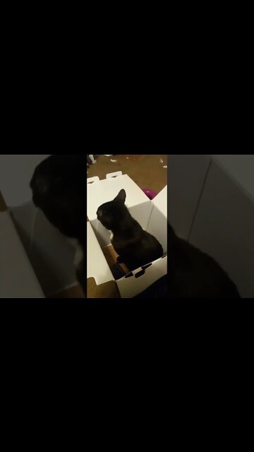 Moon pie has box! #shorts #shortsvideo #shortsfeed