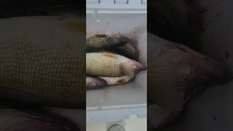 heck of a day big walleye was 26.5! 17 fish for our four man crew, got nautical on lake erie!