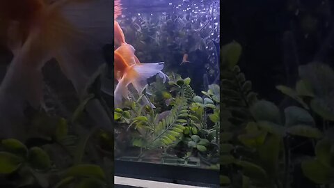 We found a baby goldfish on the tank #goldfish #baby #suprise #aquarium #trending #shortvideo