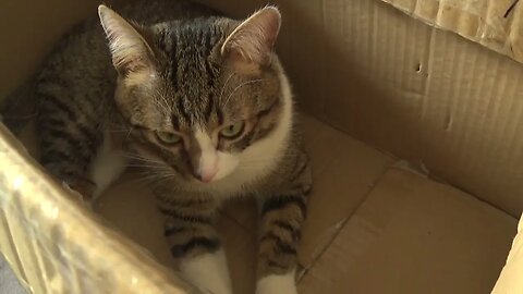 I Have Discovered a New Box and I Love It