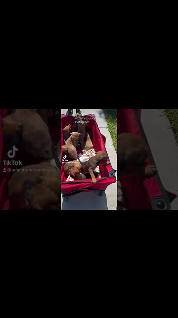 A literal basket of puppies