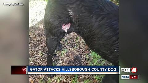 Family pet escapes alligator attack in neighborhood pond in Fishhawk community