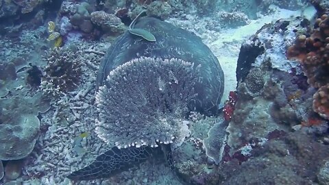 Diroto das profundezas do oceano