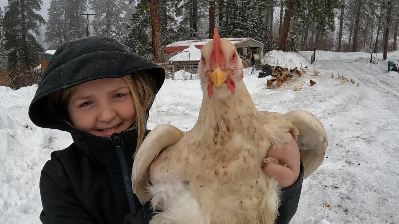 We're Creating a BETTER Environment For Our Chickens