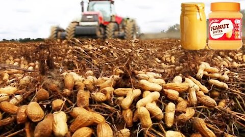 Butter Peanut Harvesting Ho And Processing With Modern Technology Pe