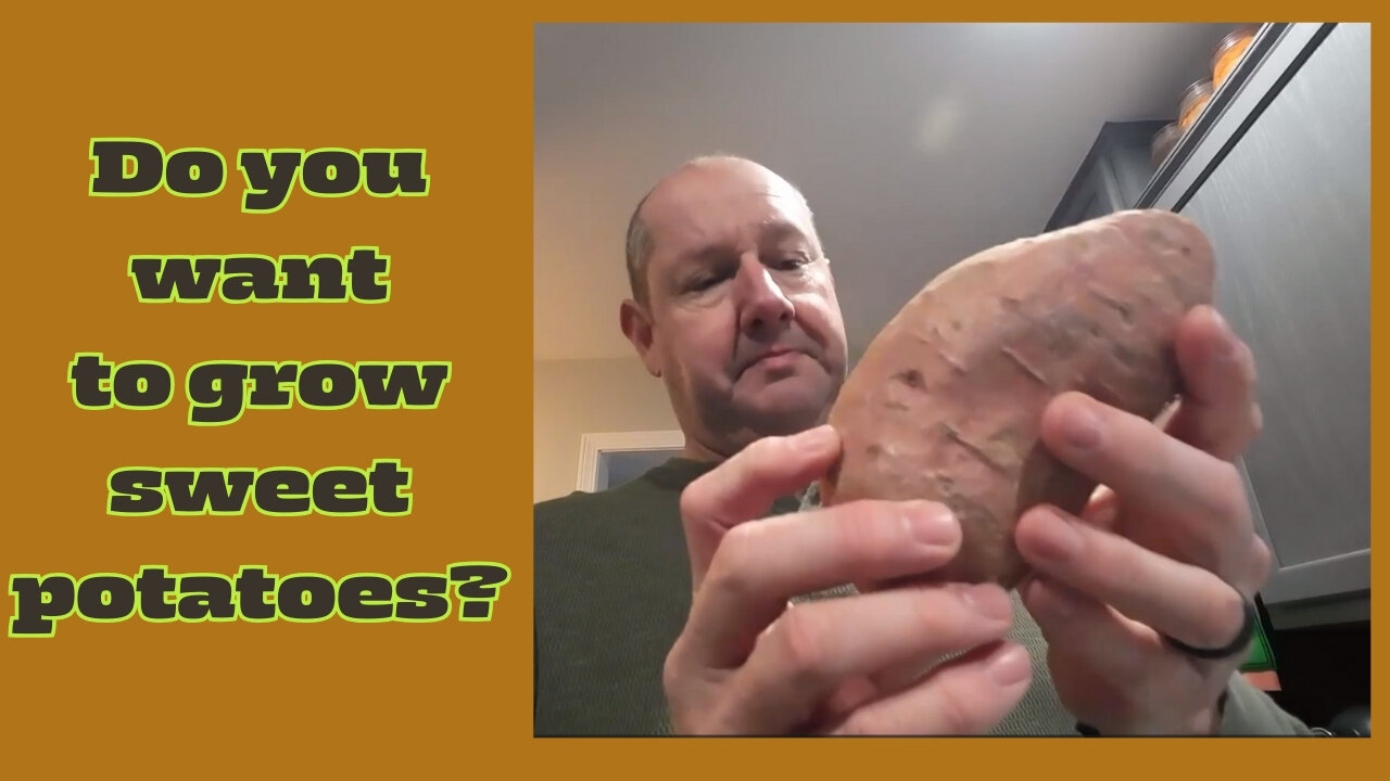 How to start Sweet Potato Slips