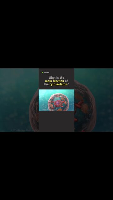 Biology Quiz: What is the main function of the cytoskeleton?