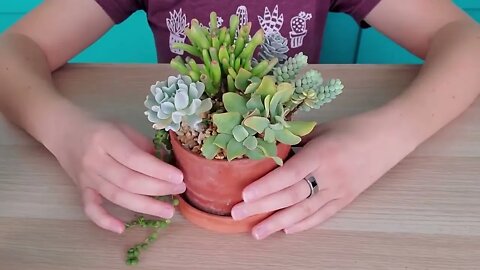 Succulent match-making -- finding succulents that work well together in arrangements