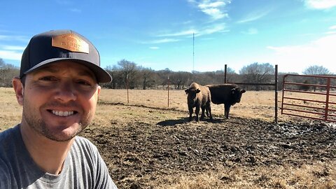 Strides we are making towards having a full operating bison farm!