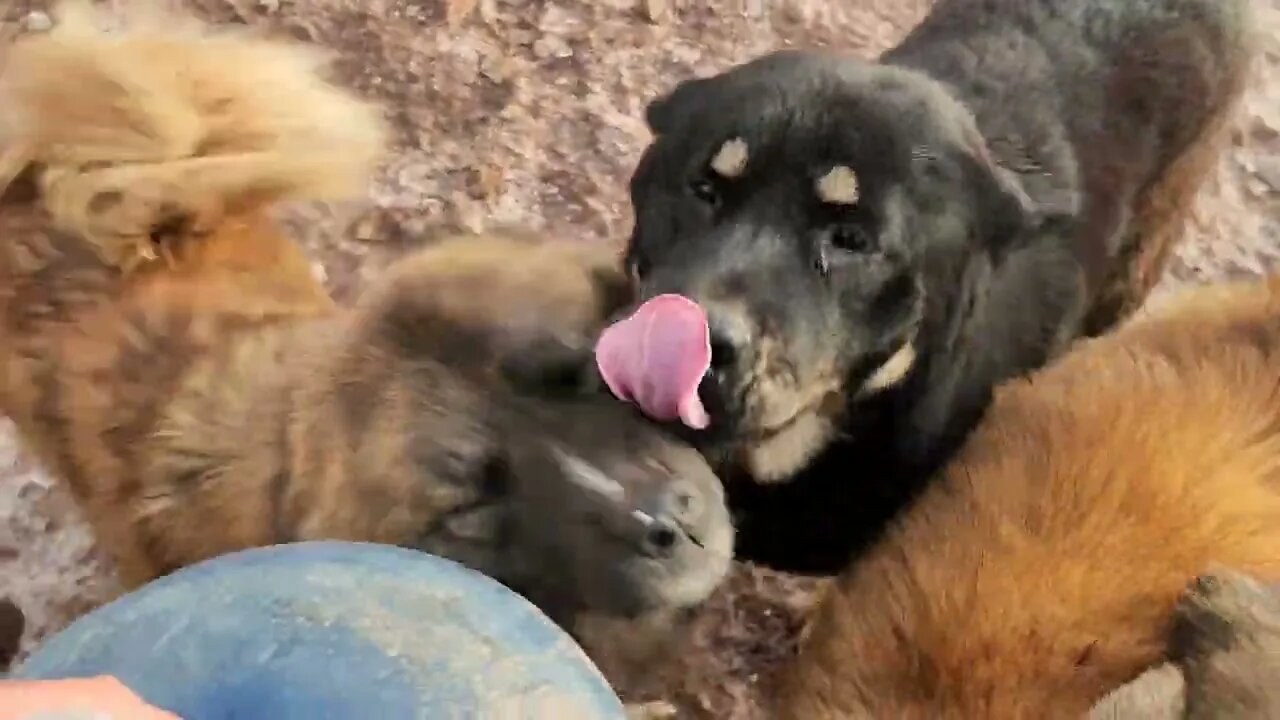 Ancient Guardians Farm Caucasian Ovcharka Laiyana, Aboriginal Tibetan Mastiff Karma's Claria & Bears