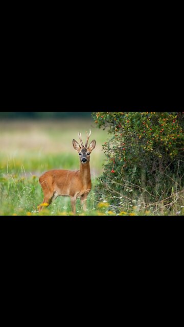 Cute and Funny Deers video | Baby Deer Videos for Kids | Funny Deer Videos | Whitetail Deer Videos