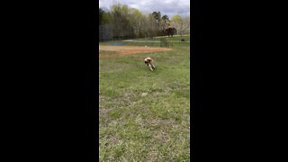 Good Boy having a Good Time