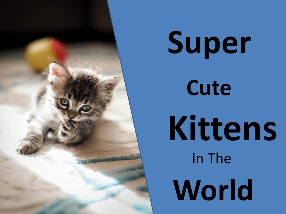 Super Cute Kittens in The World