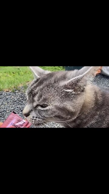 Cats 🐈‍⬛ 🐈 love cat nip