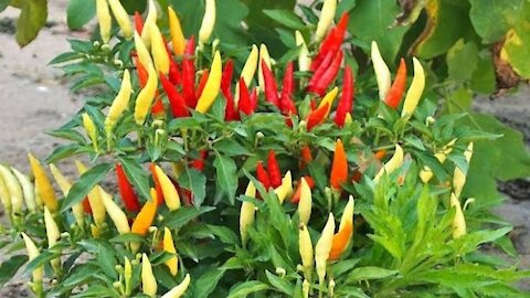 Chilli tree