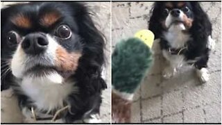 Cane affronta il pupazzo con uno sguardo intenso