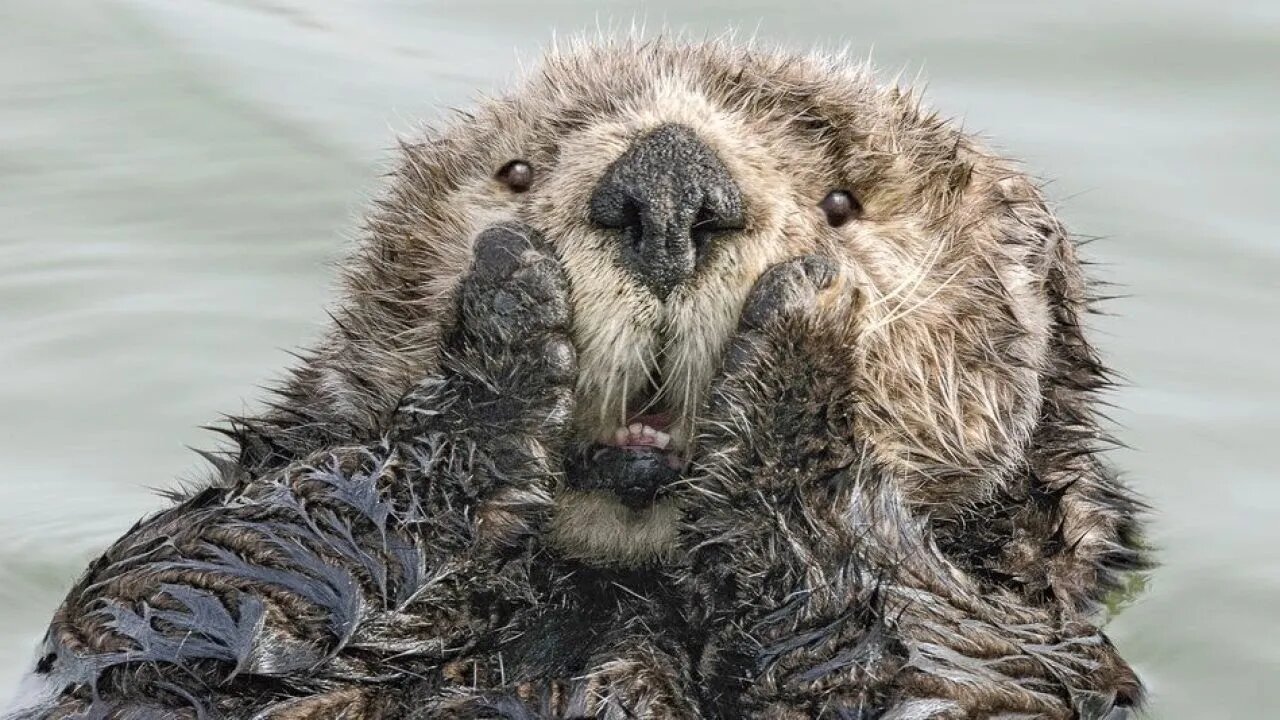 Rolling On the Floor Laughing: Funniest Animal Video Ever! 😂🐾