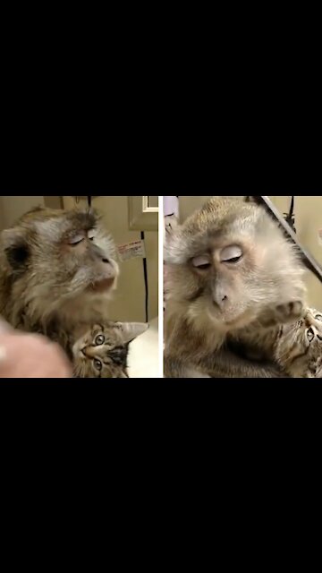 Monkey having his fur hairstyle while hugging a cat