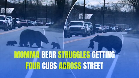 Momma bear struggles getting four cubs across street