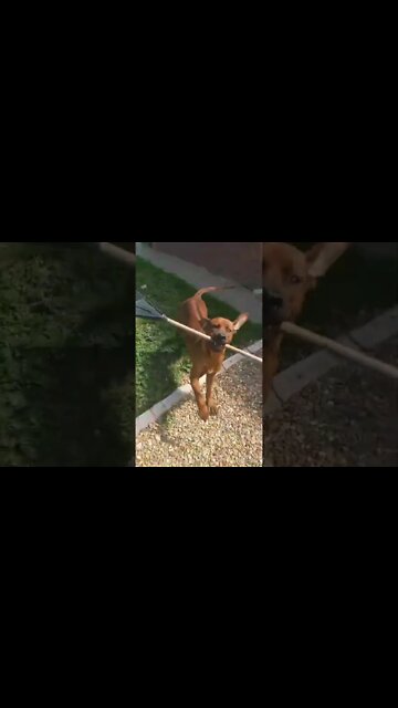 Mister Brown The Rhodesian Ridgeback Helping in the yard