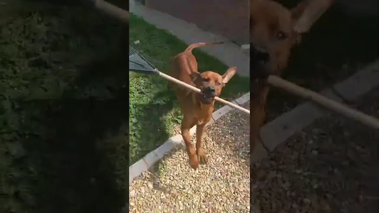 Mister Brown The Rhodesian Ridgeback Helping in the yard