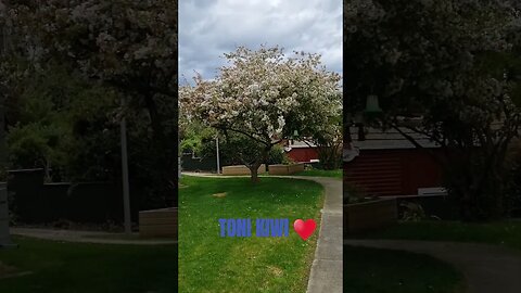 Beautiful trees and birds 🐦 #irl #nz #nzão ##kiwi #shortsfeed #nature