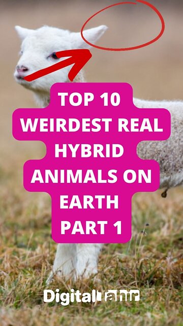 Top 10 Weirdest Real Hybrid Animals on Earth Part 1