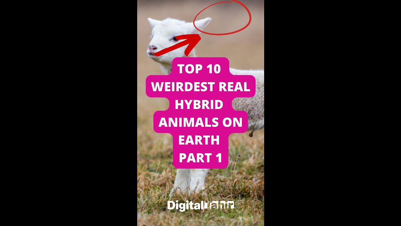 Top 10 Weirdest Real Hybrid Animals on Earth Part 1