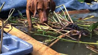 Cão completamente estático aponta para sapo!