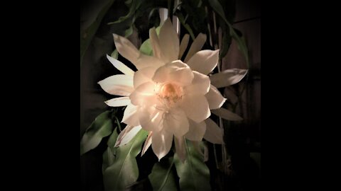 DSG-Year One "Queen of the Night"- Epiphyllum