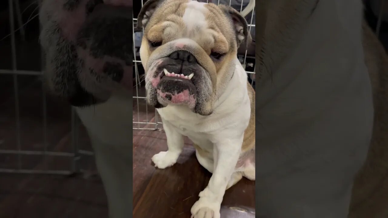 He’s Going So Hard Wow 😮 #dogsofyoutube