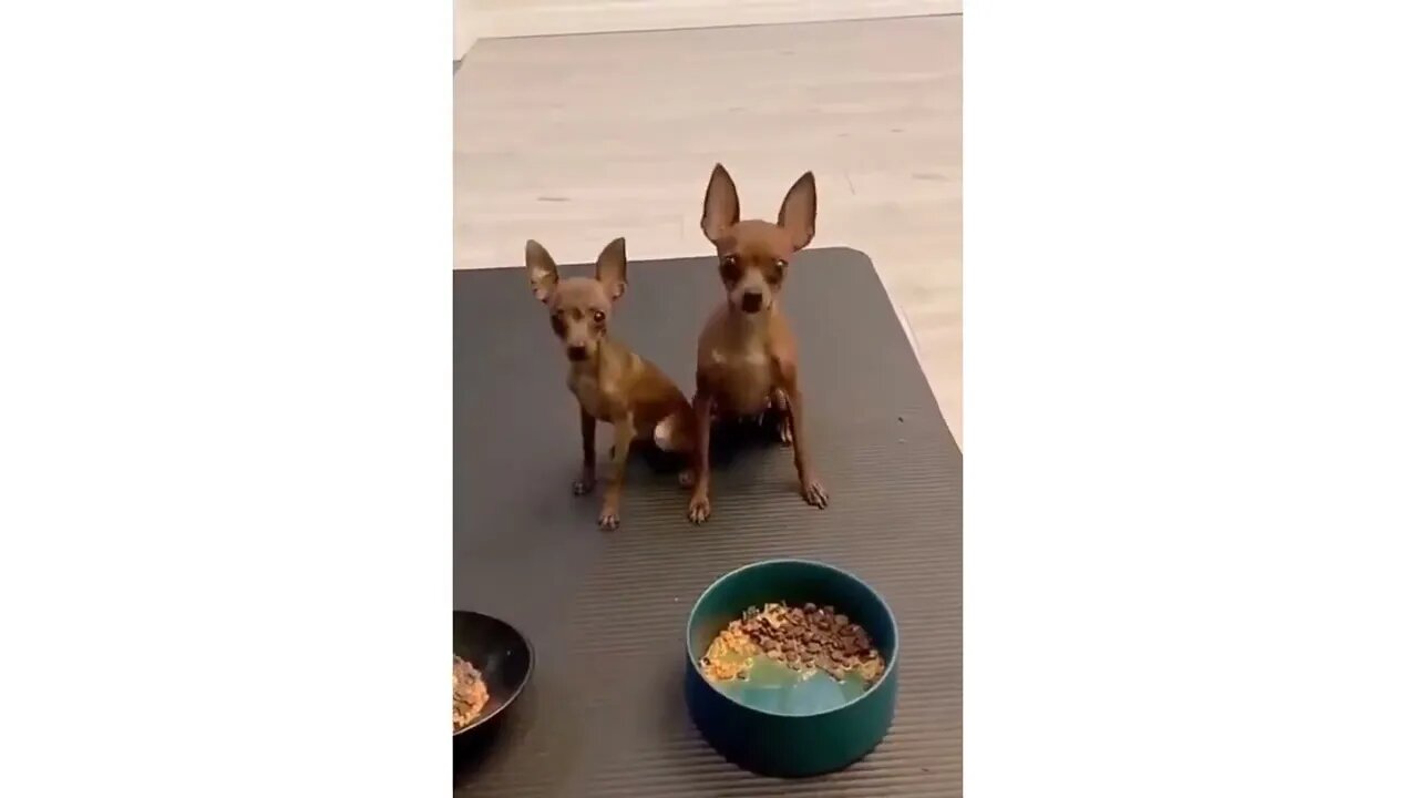 Ethiopian Funny Funniest animal videos Try not to laugh with these Animal's video Compilation