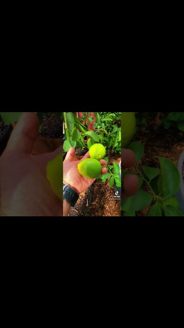 Citrus, Dragon Fruit, Coffee, Bananas, Figs and more! Backyard DIY Tropical Greenhouse!