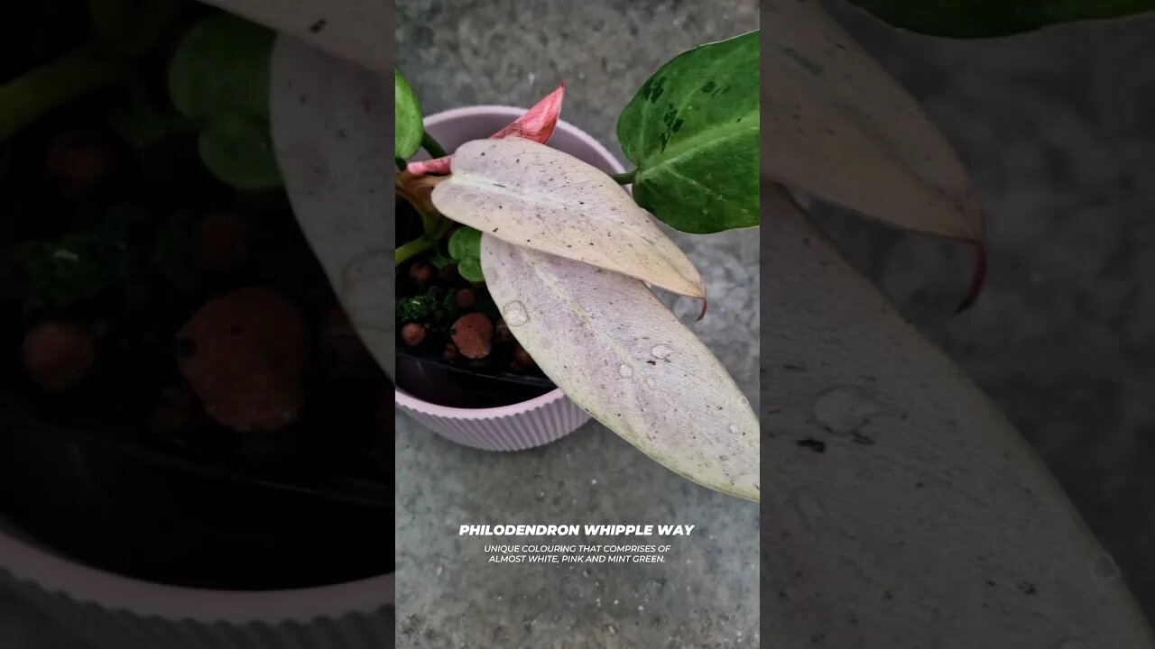 3 Pink Houseplant options!