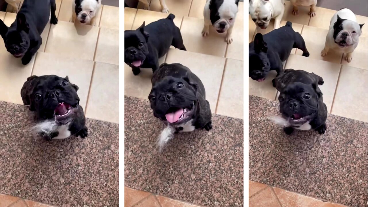 the dog 🐶🐕🐶 dances and sings funny and demands food