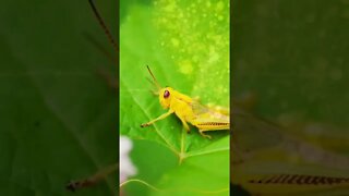 Arquėtipo gafanhoto - Subliminal com ativação instantânea.