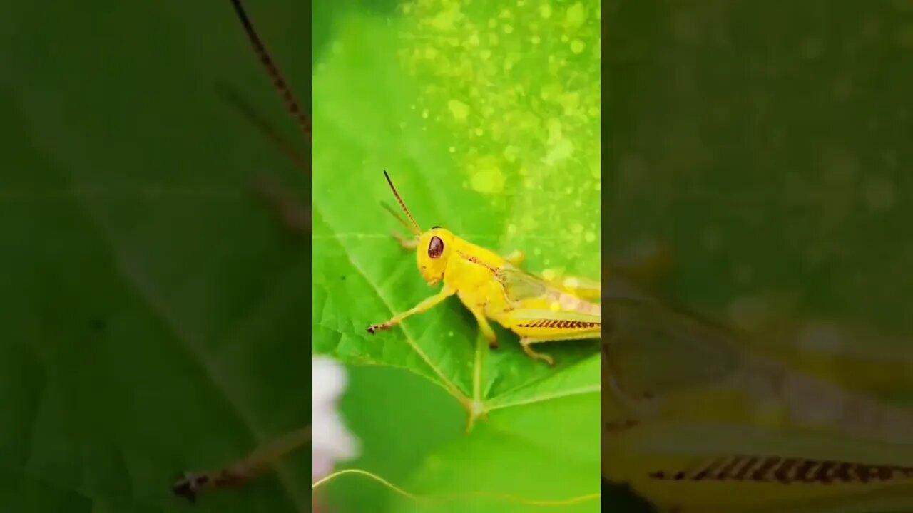 Arquėtipo gafanhoto - Subliminal com ativação instantânea.